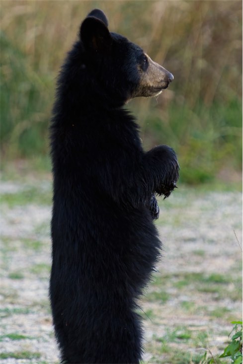 ZZ Bear Cub 0813